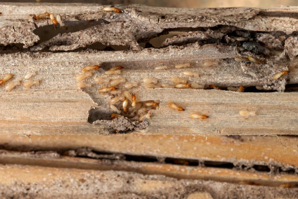Best Cockroach Control Services  in South Elgin, IL